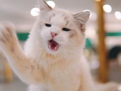 -飞行喵MR PILOT|猫舍·猫咖(静安大融城店)