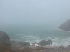 -广东惠东海龟国家级自然保护区