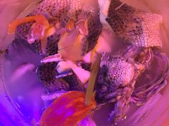 -红牌美蛙鱼头火锅(万辉国际广场店)