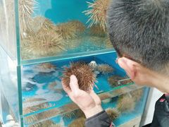 -海胆小馆(东北水饺·春柳店)