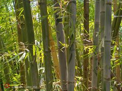 -叠水河瀑布