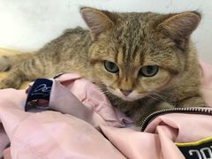 -Heymao猫咖.咖啡厅(东门店)