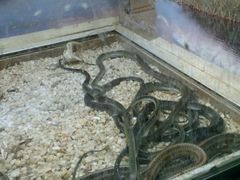 -石家庄市动物园