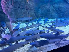 -烟台海昌鲸鲨海洋公园