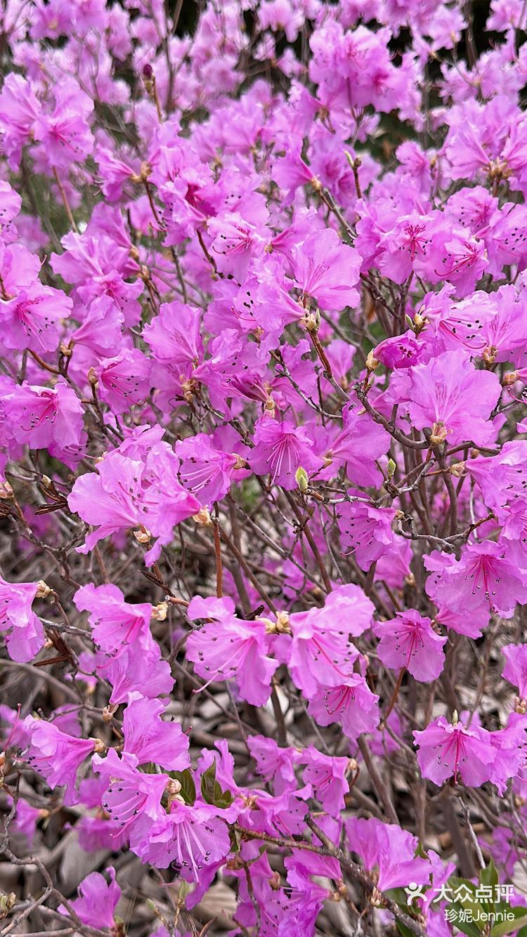 姹紫嫣红春天来了
