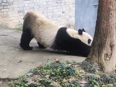 -都江堰中华大熊猫苑
