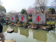 -香雪海