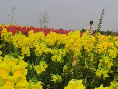 -空港花田景区