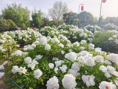 -洛阳市隋唐城遗址植物园