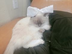 -藏猫猫咖啡主题馆(中央大道店)