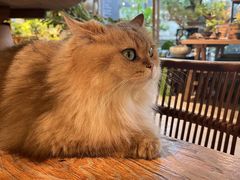-自由生长植物工作室(深港花卉中心店)