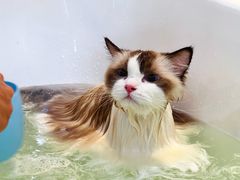 -momokira米努特·德文卷毛猫·棉花面纱犬