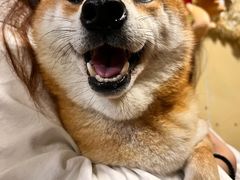 -柴犬高等学院·狗咖·柴犬售卖·宠物训练