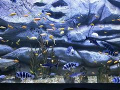 -芜湖新华联大白鲸海洋公园