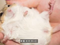 -藦茜花园宠物主题亲子互动体验馆(国顺东路店)