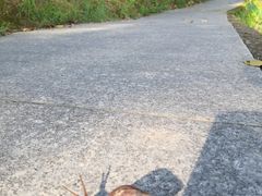 -中山市树木园