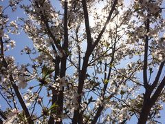 -古柏渡飞黄旅游区