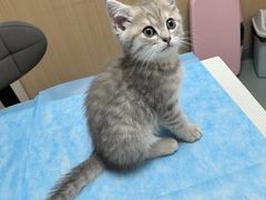 -瑞派·关忠动物医院·猫专科·犬专科(三环新城店)