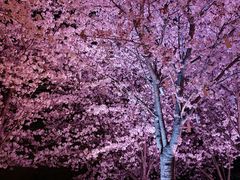 -花博汇(知音花月夜)