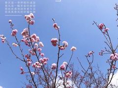-天适樱花悠乐园