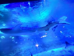 -烟台海昌鲸鲨海洋公园