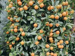 -桂林市花鸟市场