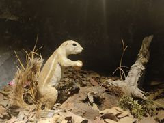 -陕西自然博物馆