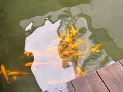 -觀芷隐轩