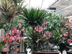 -秦美花卉(天朗·莱茵小城2期店)