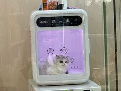 -momokira米努特·德文卷毛猫·棉花面纱犬
