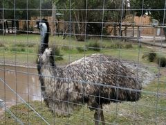 -威勒比开放式动物园