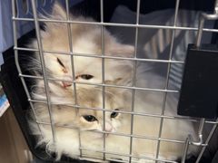 -伟伟宠物医院·瑞派猫友好医院·猫科(光谷店)