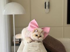 -爱侣宠医·鹦鹉专科·小型哺乳类·异宠专科(灵石路店)