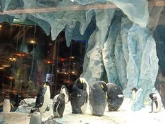 -帝企鹅自助餐厅•儿童岛•真企鹅(长隆企鹅酒店)