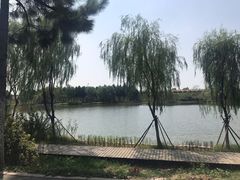 -合肥滨湖国家森林公园