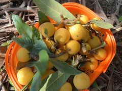 -塘栖枇杷特色园区