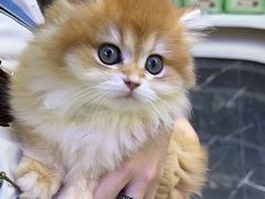 -小猫来了·猫舍(红山六九七九店)