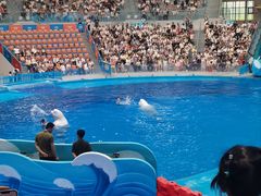 -海合安成都极地海洋公园