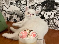 -猫小院猫主题餐厅(三里屯店)