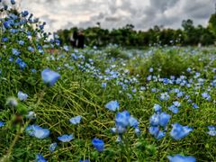 -春花秋色城市公园