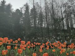 -重庆园博园