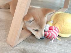 -浣熊柯尔鸭土拨鼠·电玩咖