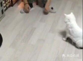 一只手就可以完全的应付两个铲屎官
