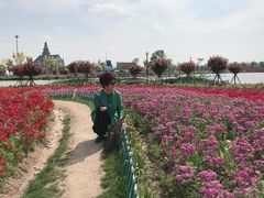 -荷兰花海