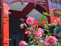 -北京师范大学附属中学