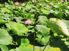 -北纬44度·金珠花海休闲农业旅游景区