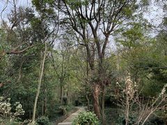 -上海佘山国家森林公园天马山园