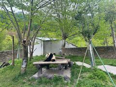 -卧龙中华大熊猫苑神树坪基地