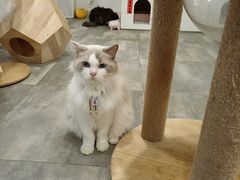-楼上猫咖(罗湖店)