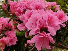 -梧桐山风景名胜区